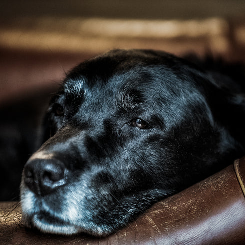 JUMBO ART - IT TAKES A LONG TIME FOR A SOUL TO BECOME THIS SWEET  - HUGE 1 Metre Square Canvas